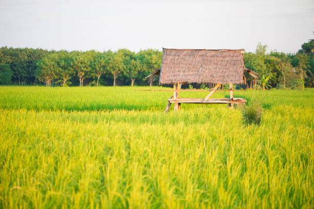 Green rice field and hut show nature concept