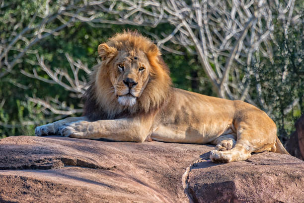 istock Male Lion Taking In Some Sun 648840118