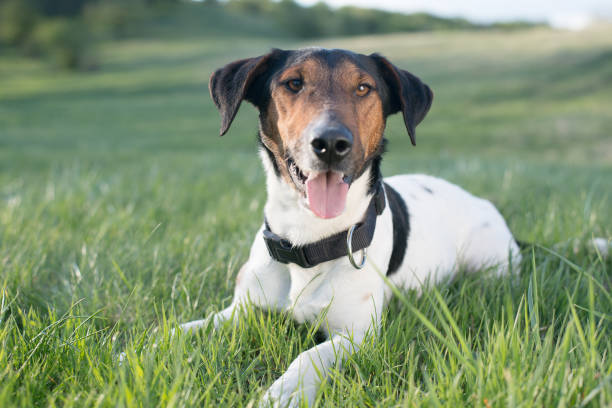 istock Cute terrier dog lying in grass outdoor 648840494