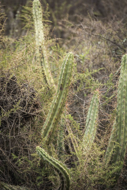 istock Cactus. Close-up with shallow depth of field. 648843476