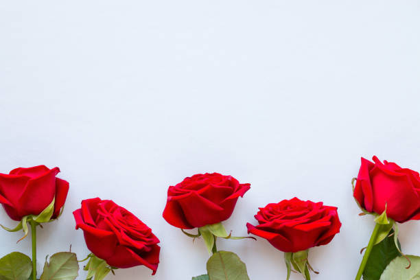 istock red roses on a white background for Valentine's day 648843572