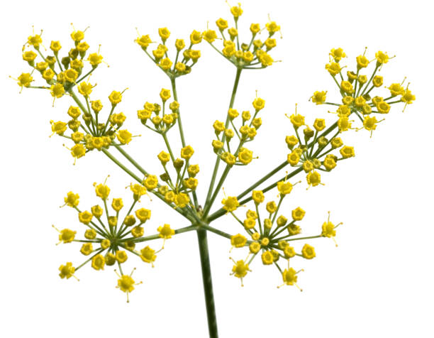 istock Fennel; Foeniculum vulgare 648844394