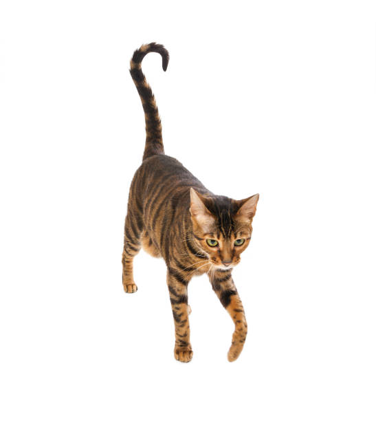 istock Cat breed Toyger isolated on white. 648845246
