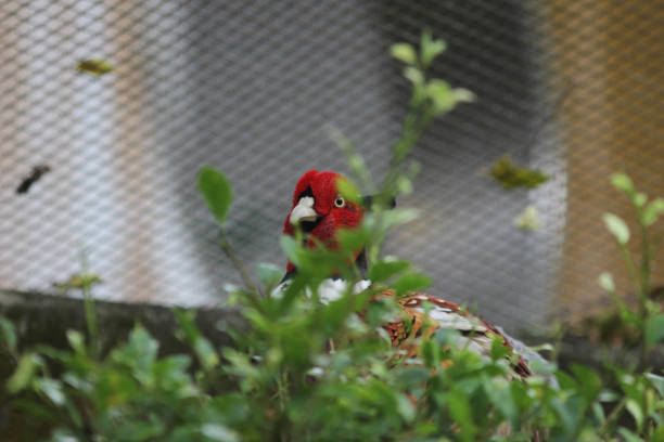 istock color ful male ring necked pheasant 648857858