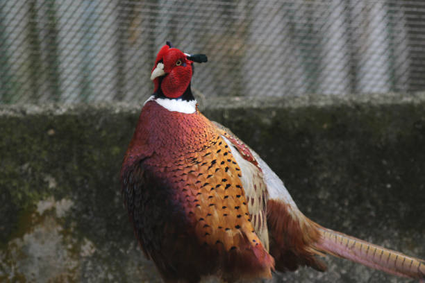 istock color ful male ring necked pheasant 648863152