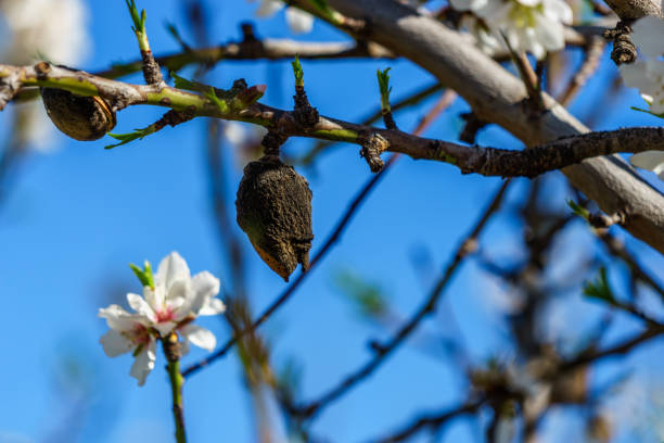 istock blossoming almond trees on a sunny field 648864040