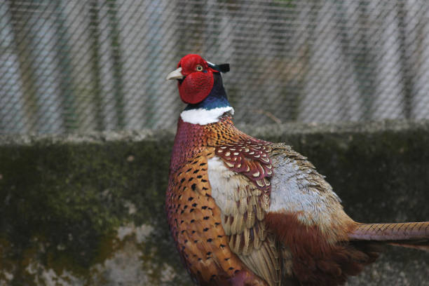 istock color ful male ring necked pheasant 648866580