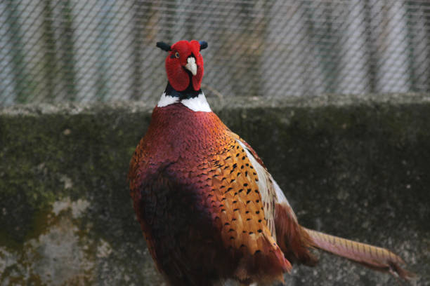 istock colorful male ring necked pheasant 648866788