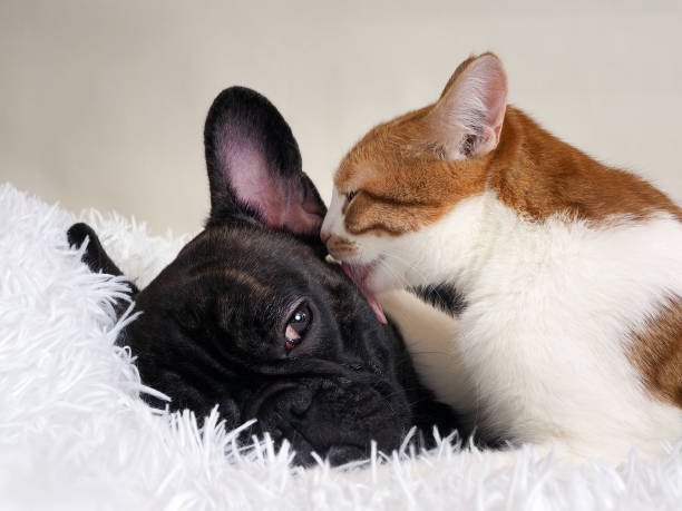 猫は、犬を愛情を込めて舐めます。白格子縞 - なめる ストックフォトと画像