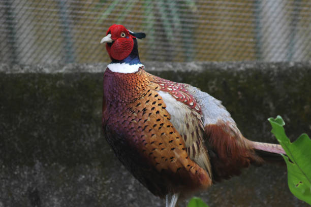 istock the Phasianus colchicus, single male 648866944