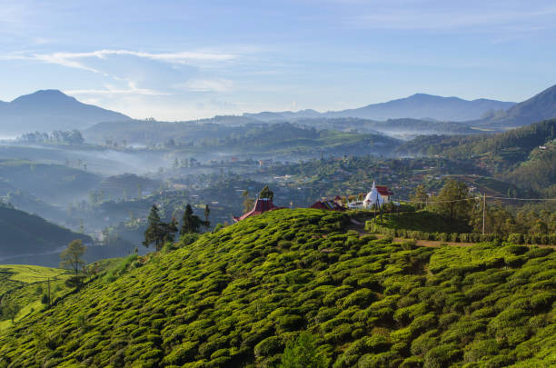 istock Tea Fields of Sri Lanka Hill Country 648875496