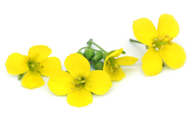 istock Fresh arugula or rucola flowers 648875602