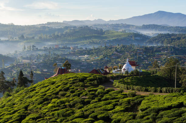 istock Tea Fields of Sri Lanka Hill Country 648875804