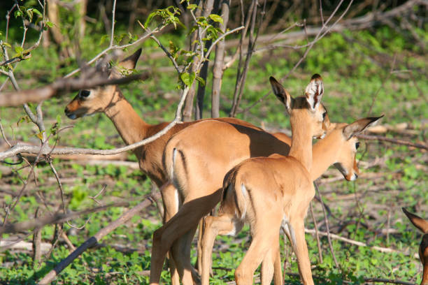 istock Kudu (Tragelaphus) Grazing in Chobe Park , Botswana 648878120
