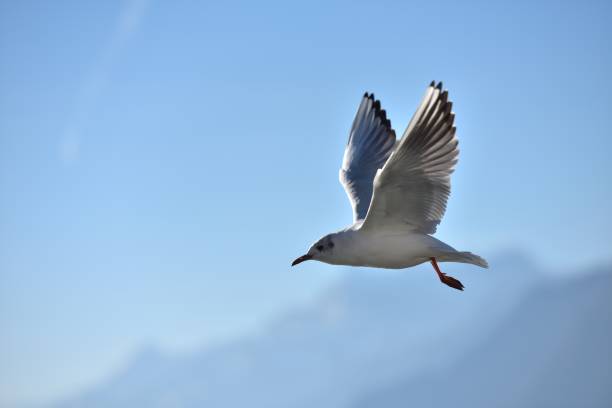 istock Flying seagulls over the Lake Geneva 648878384