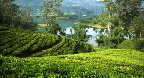 Photo of Tea plantations at Hatton, Sri lanka.