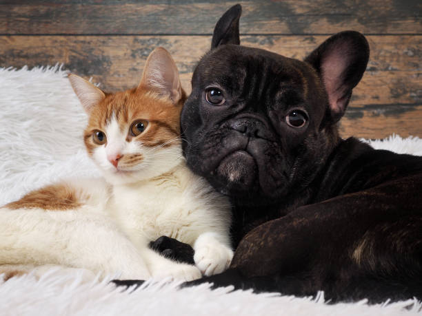 istock cat and dog together. Cute Pets. Portrait 648878608