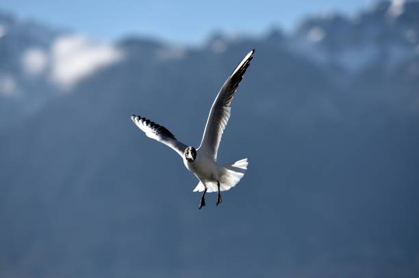 istock Flying seagulls over the Lake Geneva 648878634