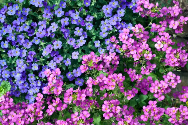 Aubrieta; rockery; groundcover