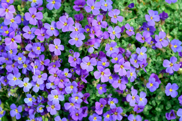 istock Aubrieta; rockery; groundcover 648880444
