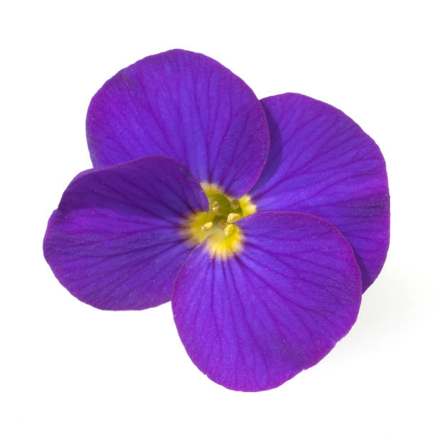 istock Aubrieta; rockery; groundcover 648882106