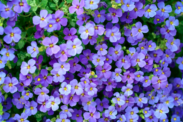 istock Aubrieta; rockery; groundcover 648885694