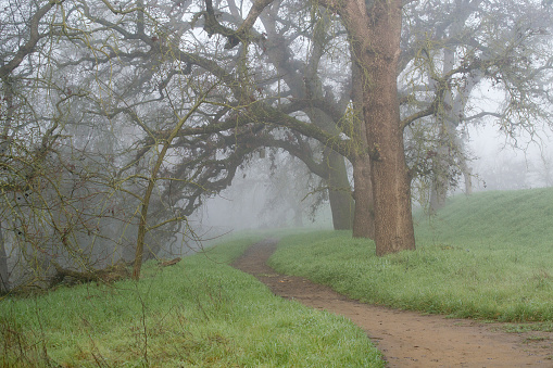 A foggy trail in the woods of Northern California, in the winter, displaying leafless oak trees and green grass- uncertainty concept