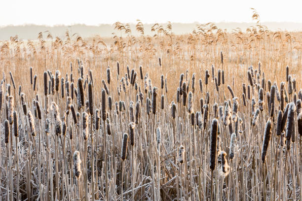 bulrush en wieden-weerribben - wieden weerribben fotografías e imágenes de stock