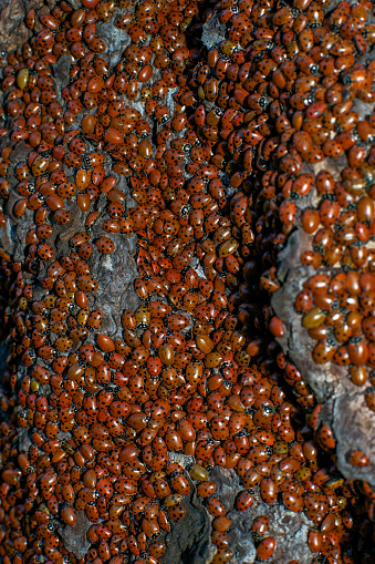 Ladybugs gather in massive swarms during the winter in California, USA