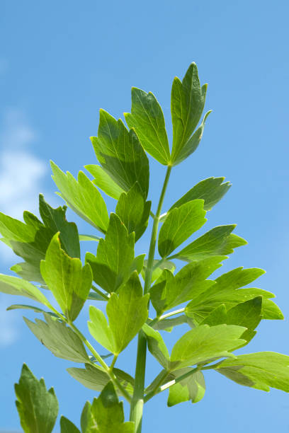 levisticum officinale; levístico - levisticum officinale - fotografias e filmes do acervo