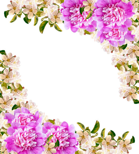 istock Flowering branch of apple 648906800