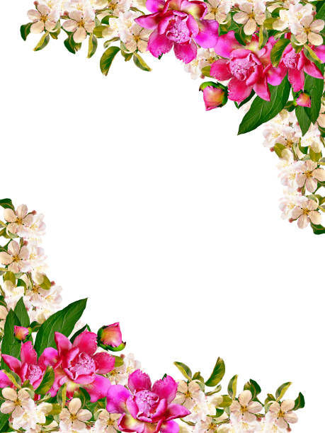istock Flowering branch of apple 648906806
