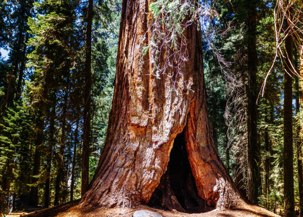 istock Sequoia NP, California, USA 648912084