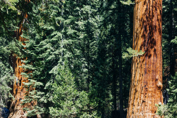 istock Sequoia NP, California, USA 648912116