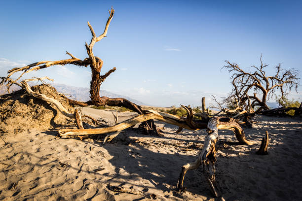 dunes plates mesquite, parc national de la vallée de la mort, californie, états-unis - torrid photos et images de collection