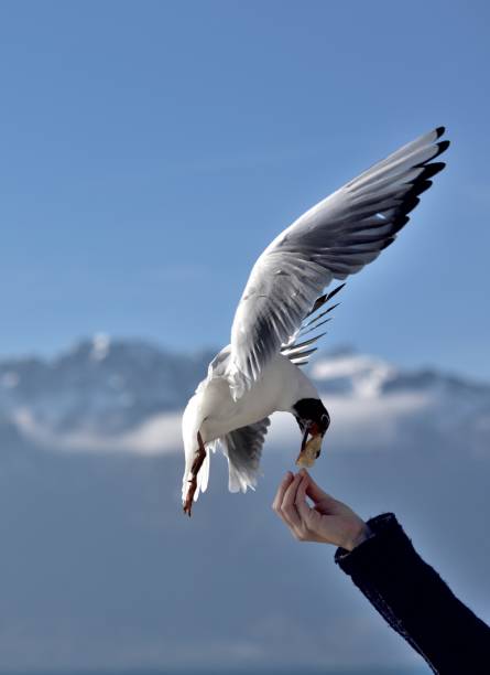 istock Flying seagulls over the Lake Geneva 648912768