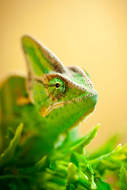 istock Green Chameleon sat on a branch in a home vavarium 648915184