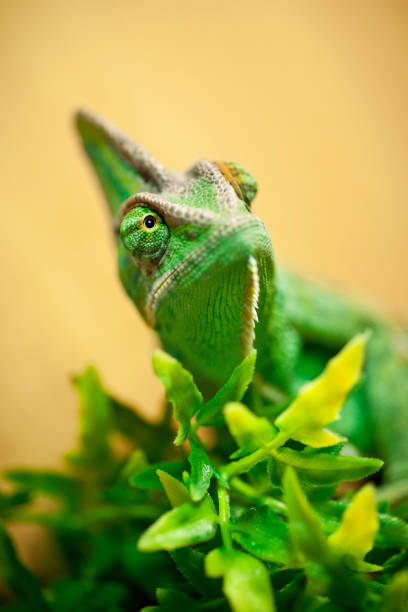 istock Green Chameleon sat on a branch in a home vavarium 648915742