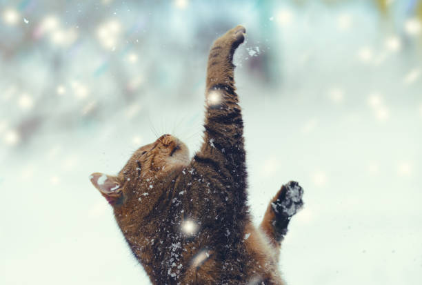 Happy cat with paws in the air playing with snow at blizzard.