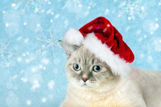 istock Little Siamese kitten wearing Santa hat. Winter concept. 648916432