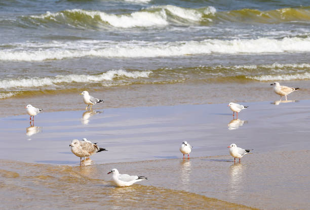 istock Seabirds on a Sandbank 648917842