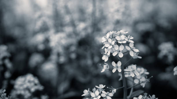 istock Close up mustard flower with black and white color. 648923560