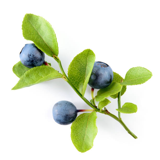 Blueberry. Branch with leaves isolated on white background