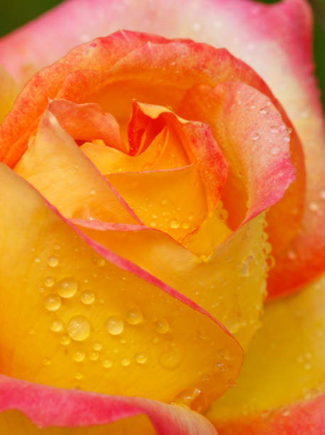 istock Yellow with pink edge noble rose. Macro shot 648934338