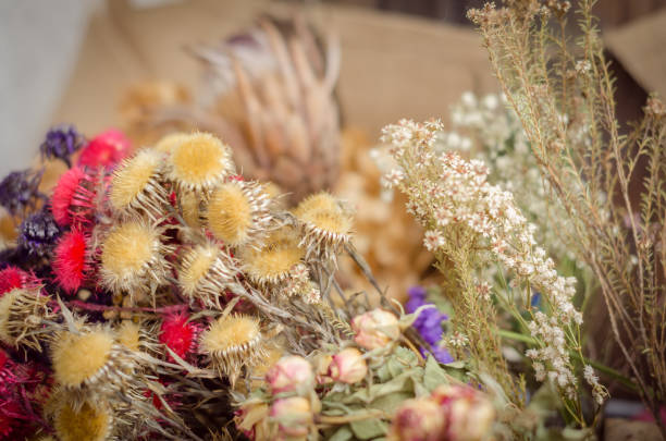 istock Different kinds of dry flowers 648934760
