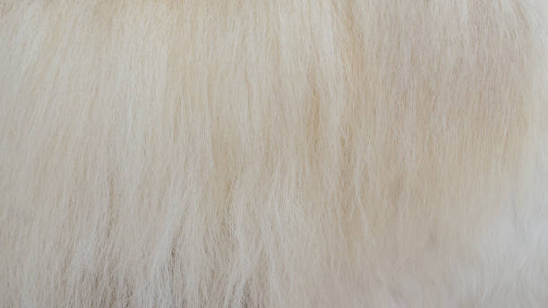 istock Brown horse fur texture and background 648940132