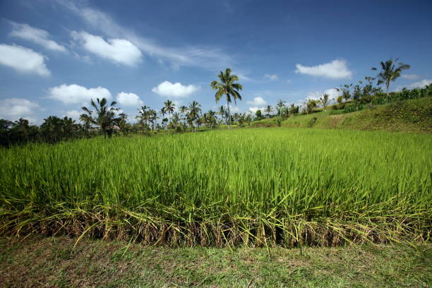 a ricefield and Landscape in central Bali on the island Bali in indonesia in southeastasia