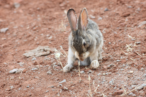 A rabbit rubs its snout with its front paws - eye is in sharp focus, ears and paws are in slight motion blur.