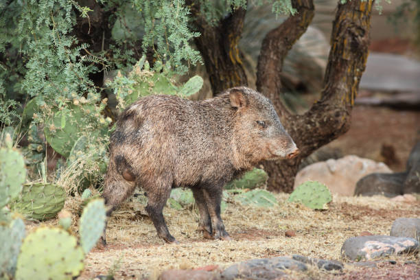 Collared Peccary Javelina Male Foraging Collared peccary or javelina young male forages among desert shrubbery and cacti. javelina stock pictures, royalty-free photos & images