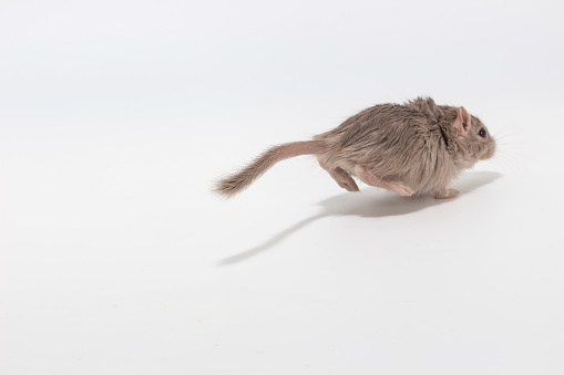 Running away out of focus Mongolian gerbil on white background